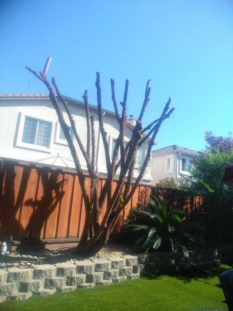 Expert residential landscaping for residential properties across Livermore, CA - Pristine Lawn Care & Plus