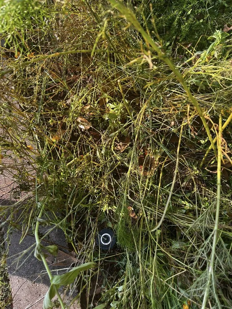 Top-rated yard cleanup service experts serving Edmond, OK - Pristine LawnScapes