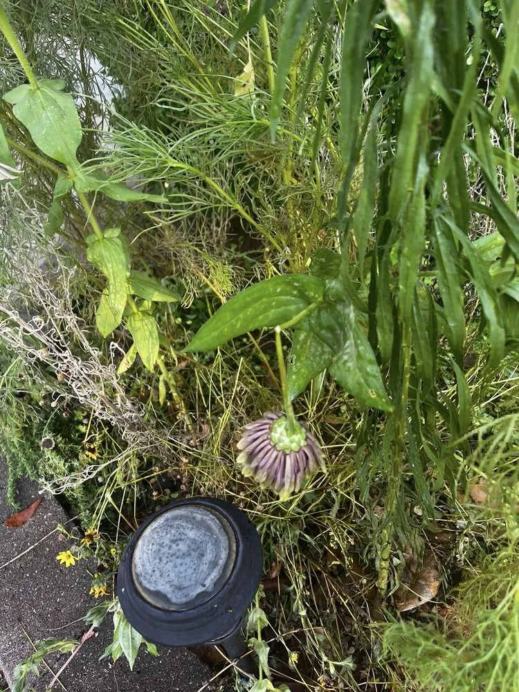 Affordable landscape installation with custom design in Edmond, OK by Pristine LawnScapes