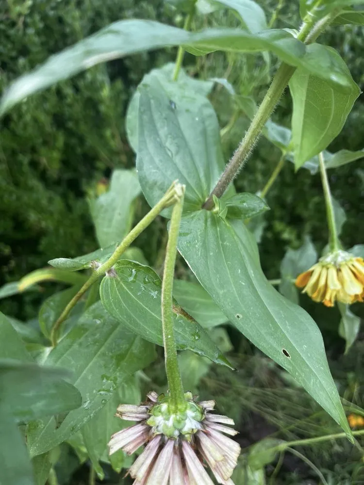 Expert landscaping services for homes across Edmond, OK - Pristine LawnScapes