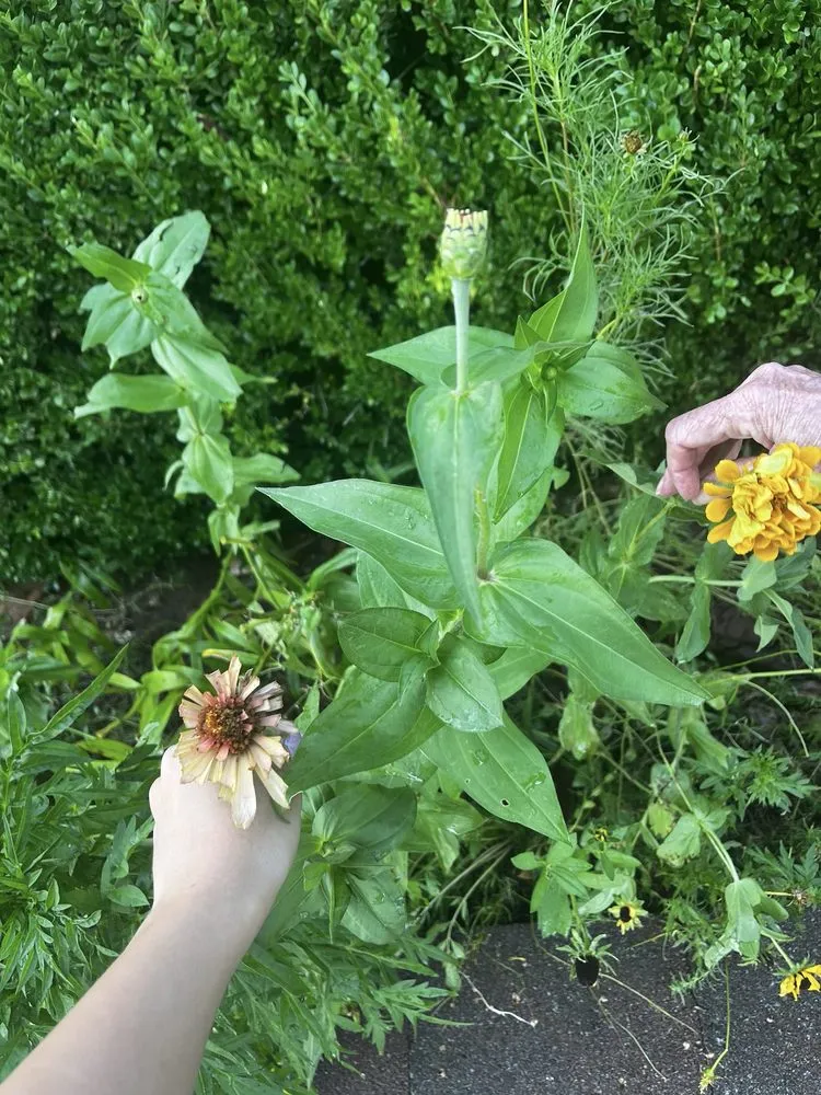 Top-rated lawn care service near you in Edmond, OK by Pristine LawnScapes