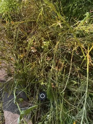 Pristine LawnScapes Logo