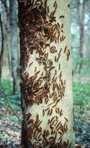 Custom landscape design for beautiful yards in Rockaway, NJ by Pristine Plant Healthcare