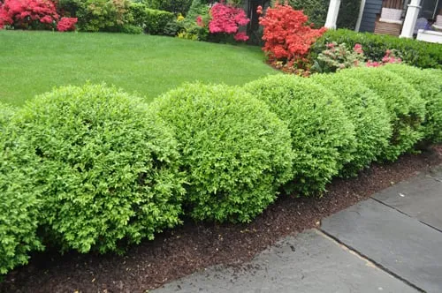 Affordable yard maintenance for beautiful yards in Rockaway, NJ by Pristine Plant Healthcare