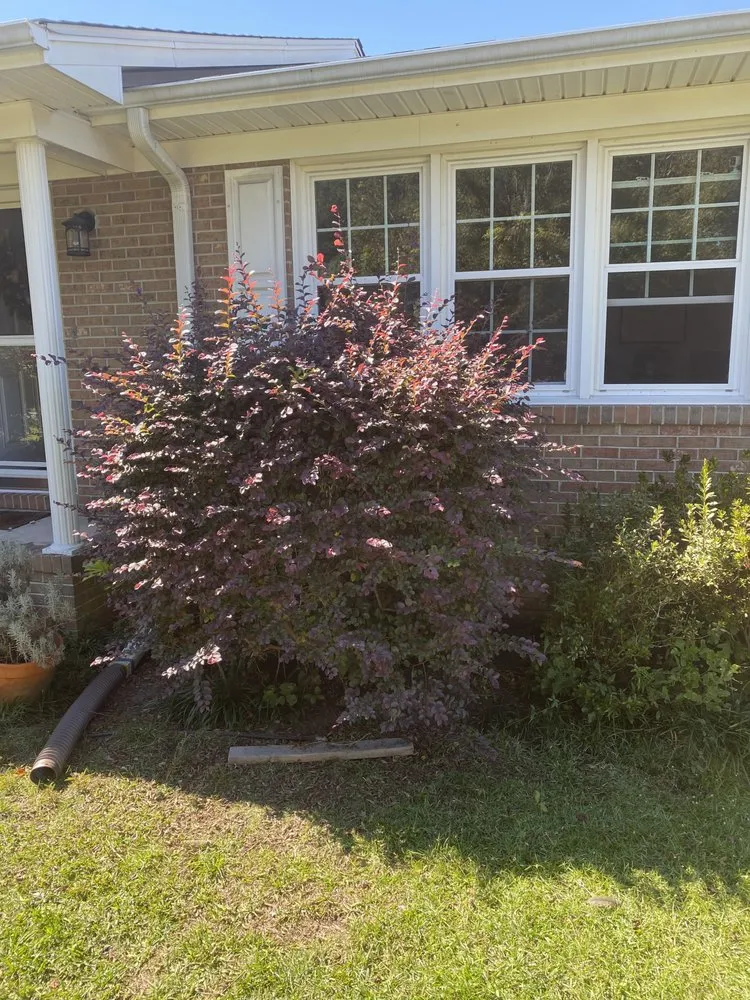 Top-rated landscape design in Wilmington, NC - Pristine Pool & Lawn