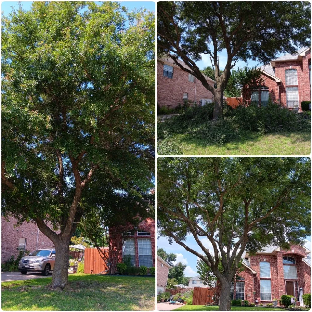 Affordable yard cleanup service in Plano, TX by Pristine Professionals