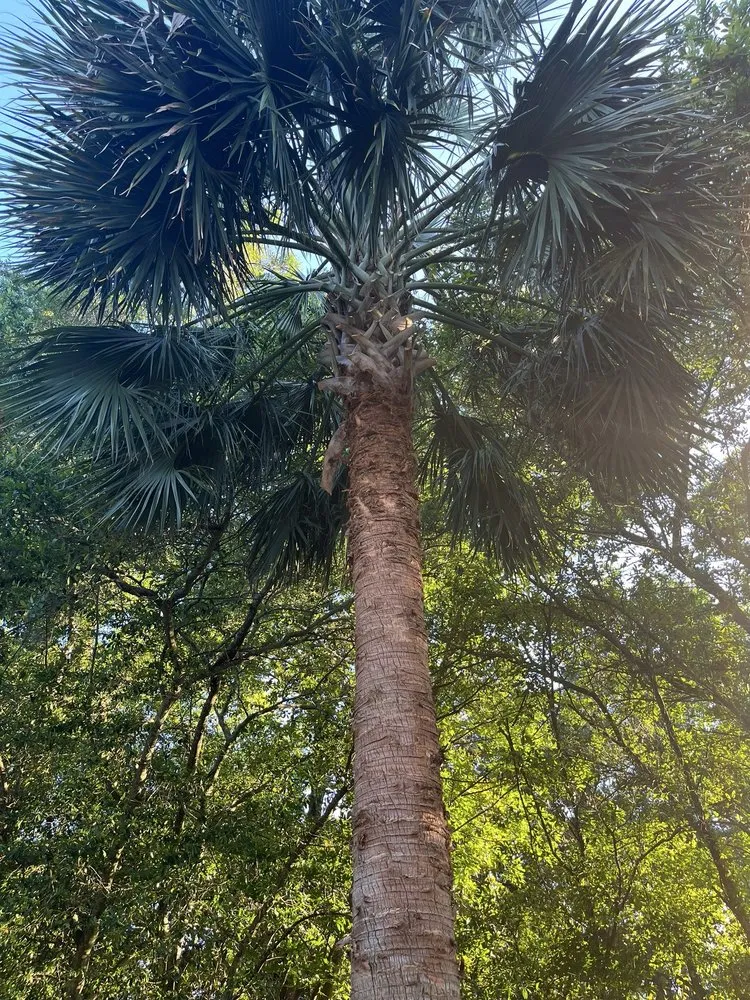 Custom garden landscaping in Pensacola, FL - Pristine Spotless Interior and Exterior Care