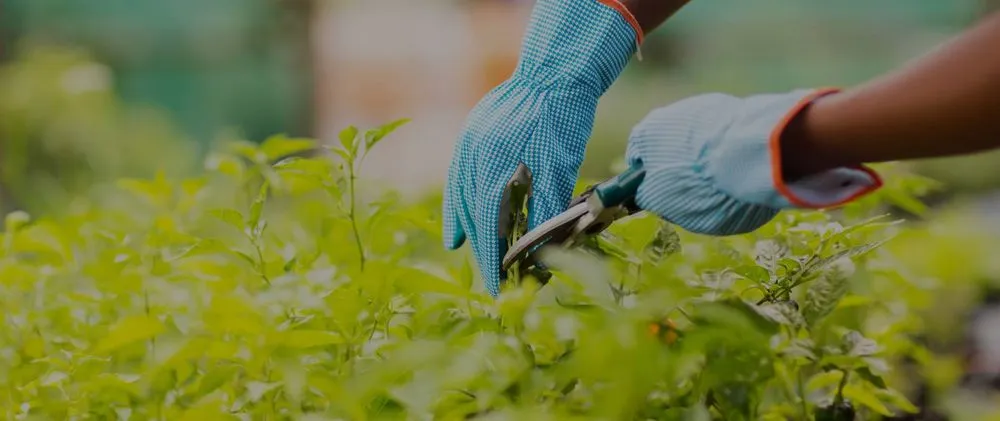 Trusted lawn care service for year-round maintenance across Pflugerville, TX - Pristine Tree & Lawn Service