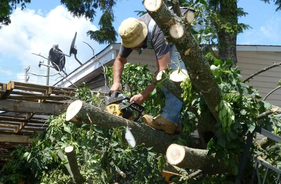 Affordable landscape installation for beautiful yards in Pflugerville, TX by Pristine Tree & Lawn Service