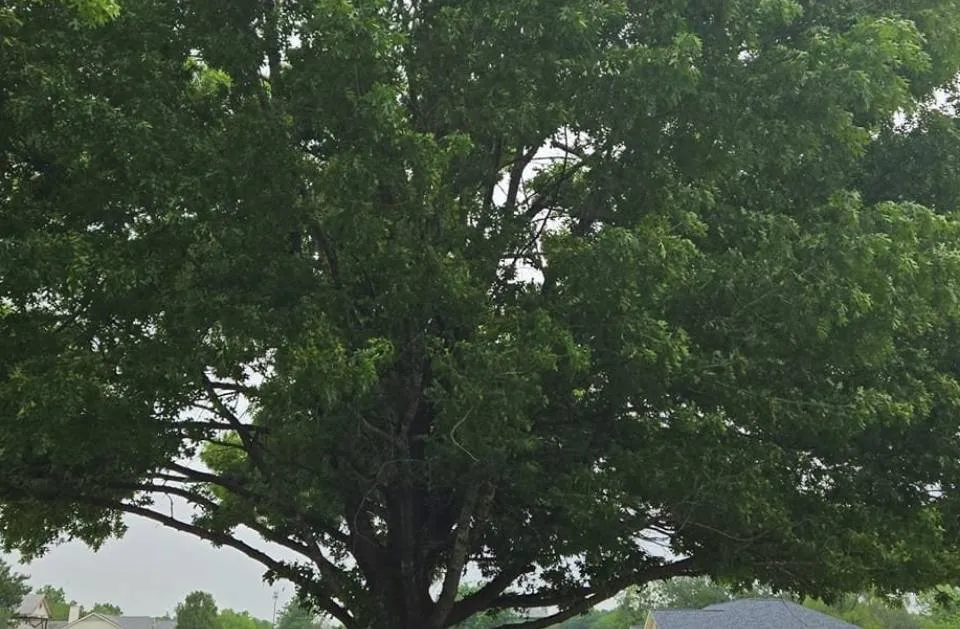 Affordable outdoor landscaping with custom design across Pflugerville, TX - Pristine Tree & Lawn Service