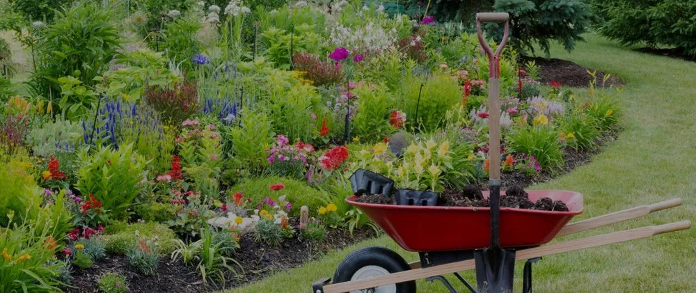 Affordable yard maintenance in Pflugerville, TX by Pristine Tree & Lawn Service