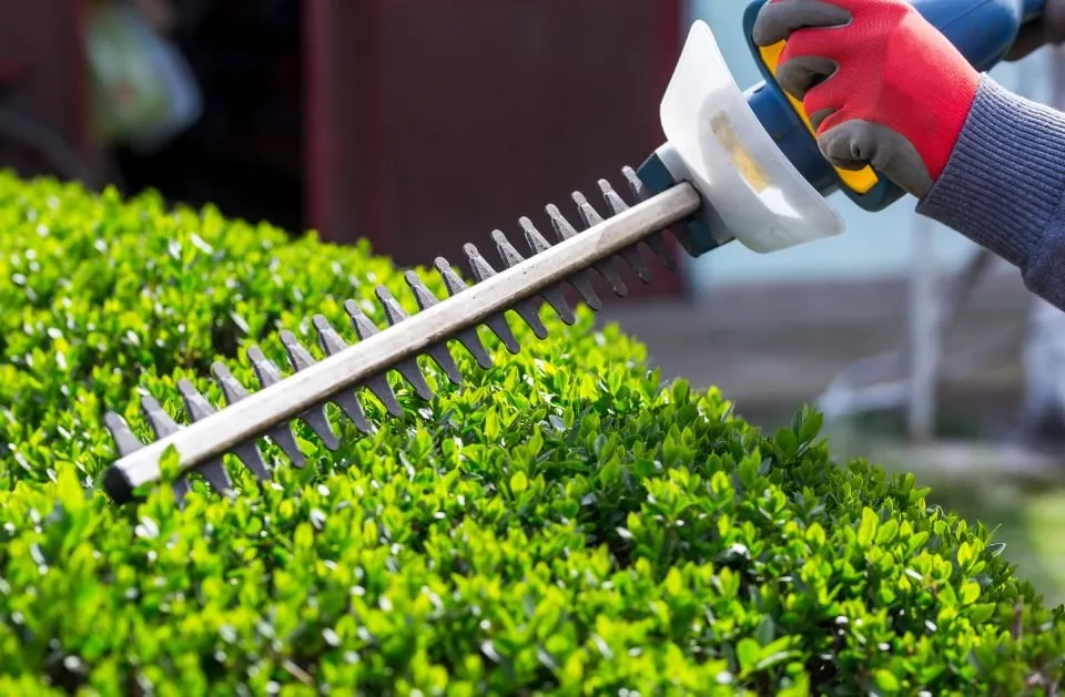 Expert landscape installation in Pflugerville, TX - Pristine Tree & Lawn Service