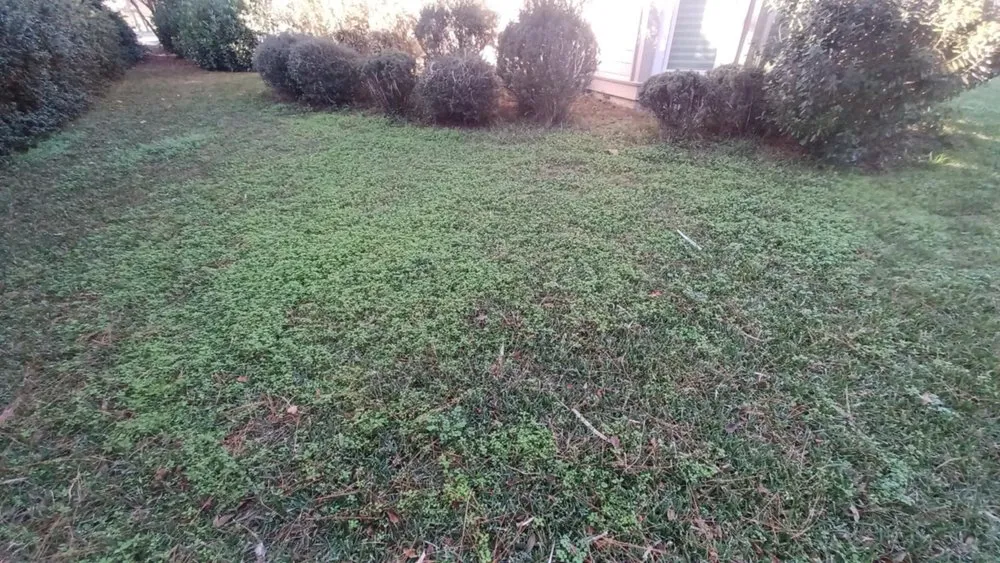 Affordable lawn mowing service with custom design in Bluffton, SC by Pristine Turf & Irrigation