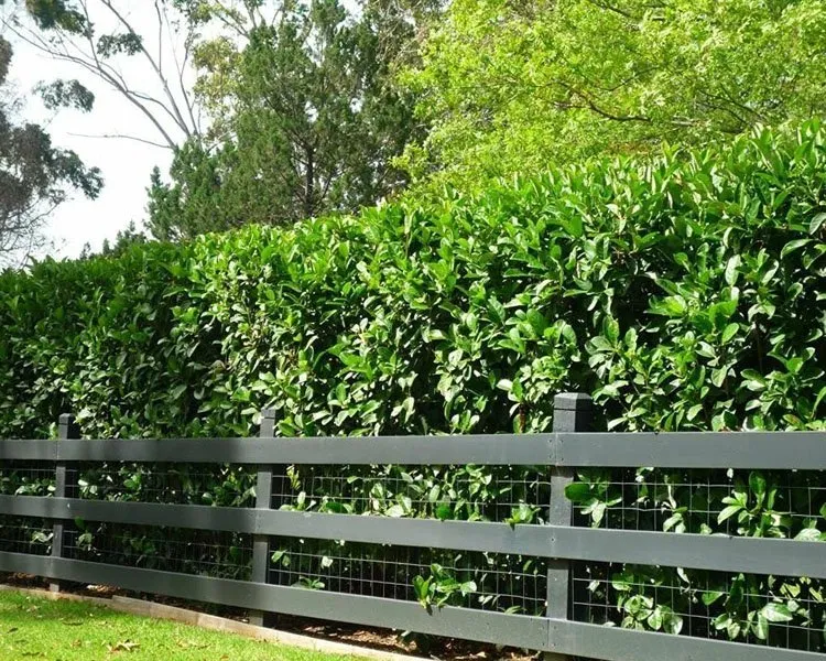 Top-rated residential landscaping for year-round maintenance across Saint Johns, FL - Privacy Landscaping