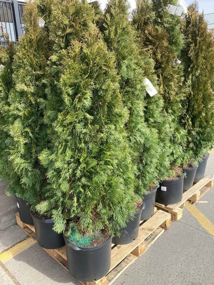 Professional landscape design with custom design across Wading River, NY - Privacy Trees Direct