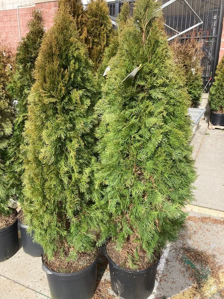 Top-rated landscaping services in Wading River, NY by Privacy Trees Direct