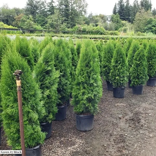 Affordable outdoor landscaping for year-round maintenance across Wading River, NY - Privacy Trees Direct