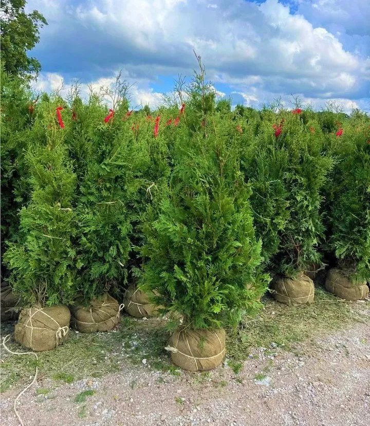 Local landscape installation in Wading River, NY - Privacy Trees Direct