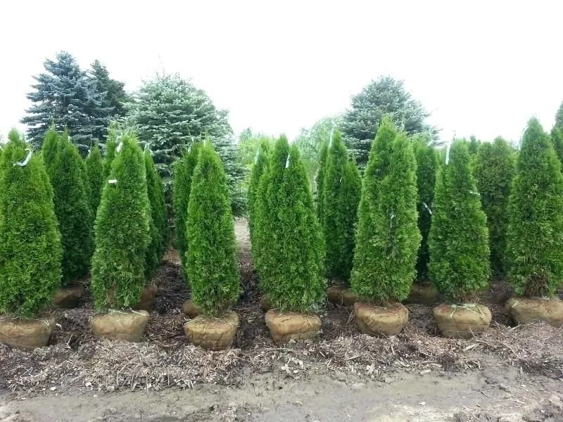 Reliable yard cleanup service experts serving Wading River, NY - Privacy Trees Direct