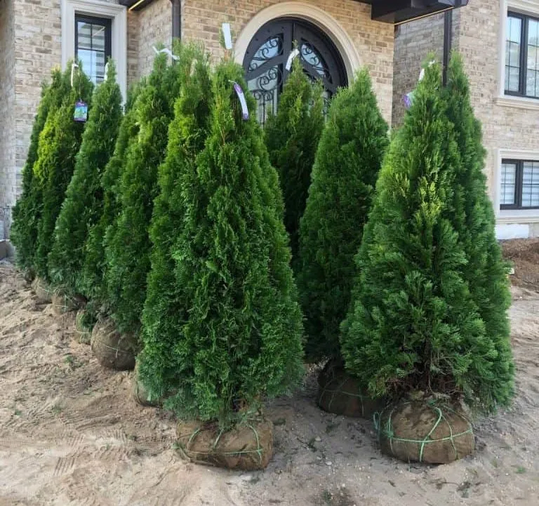 Trusted outdoor landscaping in Wading River, NY by Privacy Trees Direct