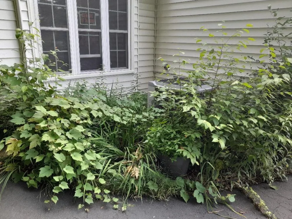 Reliable lawn care service for beautiful yards across Albany, NY - Private And Professional Lawn Care Service