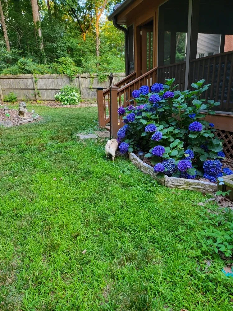 Affordable lawn care service for year-round maintenance in Jamestown, NC by Private Home Lawn Care