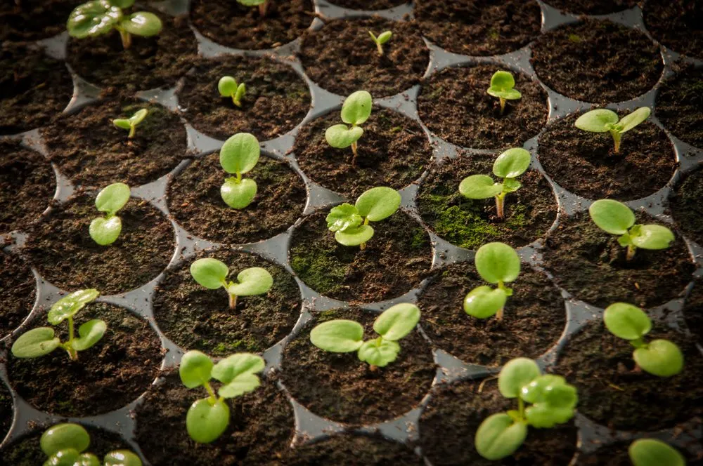 Professional lawn care service experts serving Fort Collins, CO - Prize Gardens