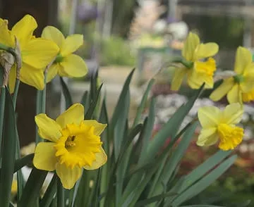 Expert landscape design in Fort Smith, AR - Pro- Lawns