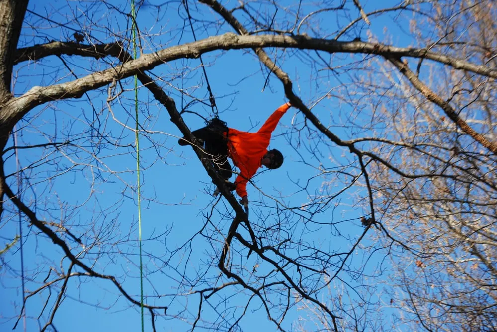 Top-rated lawn care service in Manassas, VA by Pro Arbor Tree Care Professionals