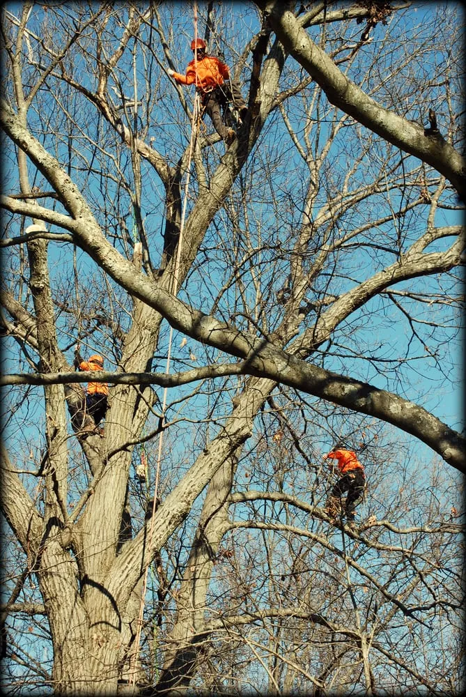 Expert lawn mowing service for outdoor upgrades in Manassas, VA by Pro Arbor Tree Care Professionals