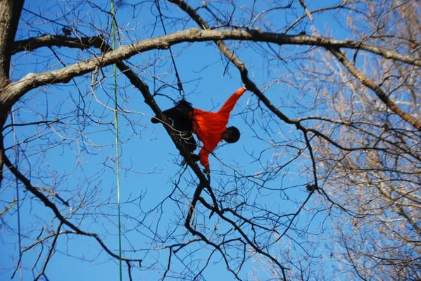 Pro Arbor Tree Care Professionals Logo