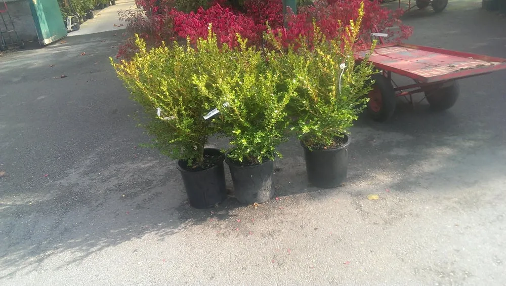 Affordable lawn care service experts serving Mill Creek, WA - Pro Chavez Landscaping