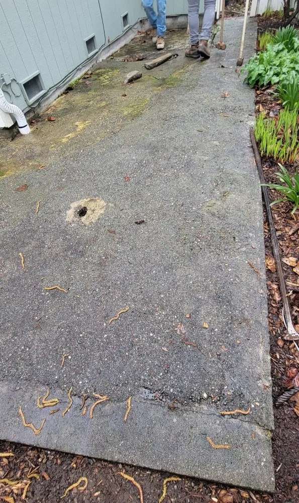 Custom residential landscaping in Everett, WA by Pro Concrete & Landscaping