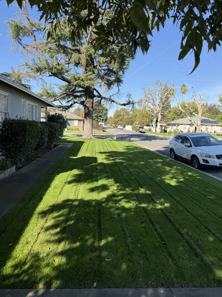 Reliable yard cleanup service experts serving Bakersfield, CA - Pro Cut Landscape