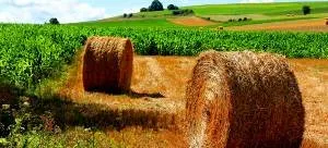 Local garden landscaping in Bastrop, TX by Pro-Cut Lawn Service