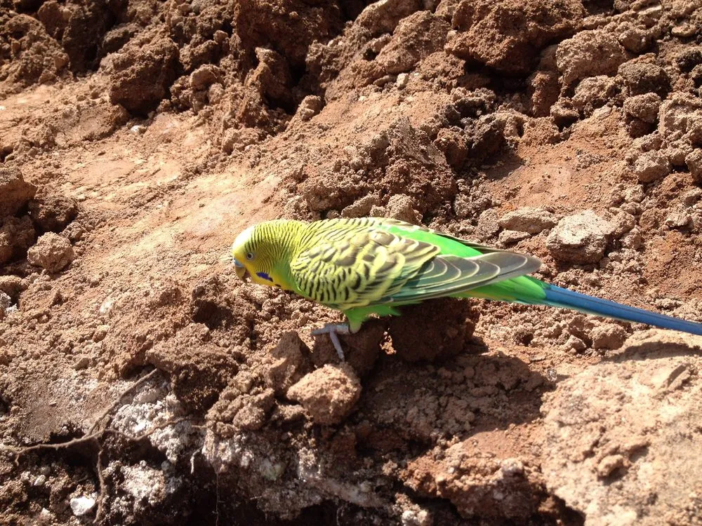 Custom landscape installation in Branford, CT - PRO-CUT Lawn Service