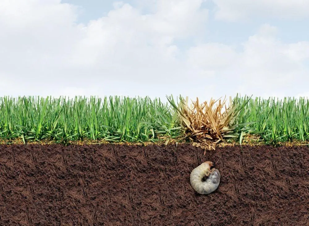 Custom yard cleanup service in Green Bay, WI by Pro Cut Lawn Services