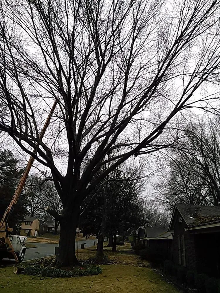 Trusted yard cleanup service experts serving Memphis, TN - Pro Cut Tree Care