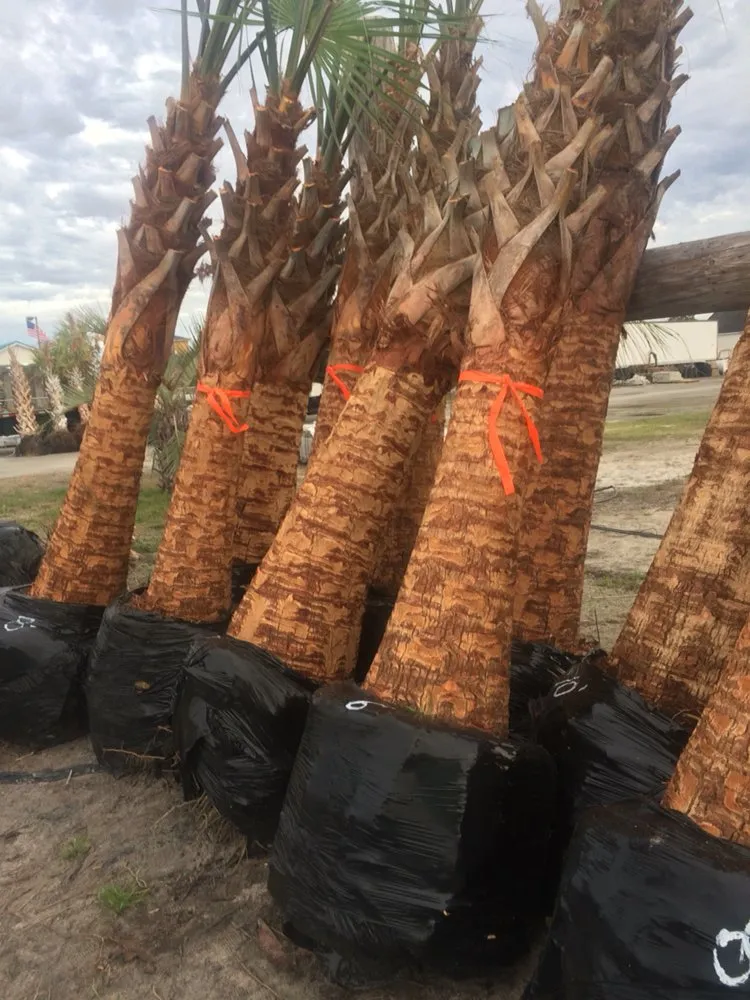 Reliable landscape design near you in Myrtle Beach, SC by Pro Cuts Lawn Service