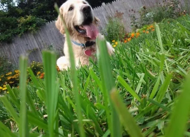 Local residential landscaping experts serving Myrtle Beach, SC - Pro Cuts Lawn Service