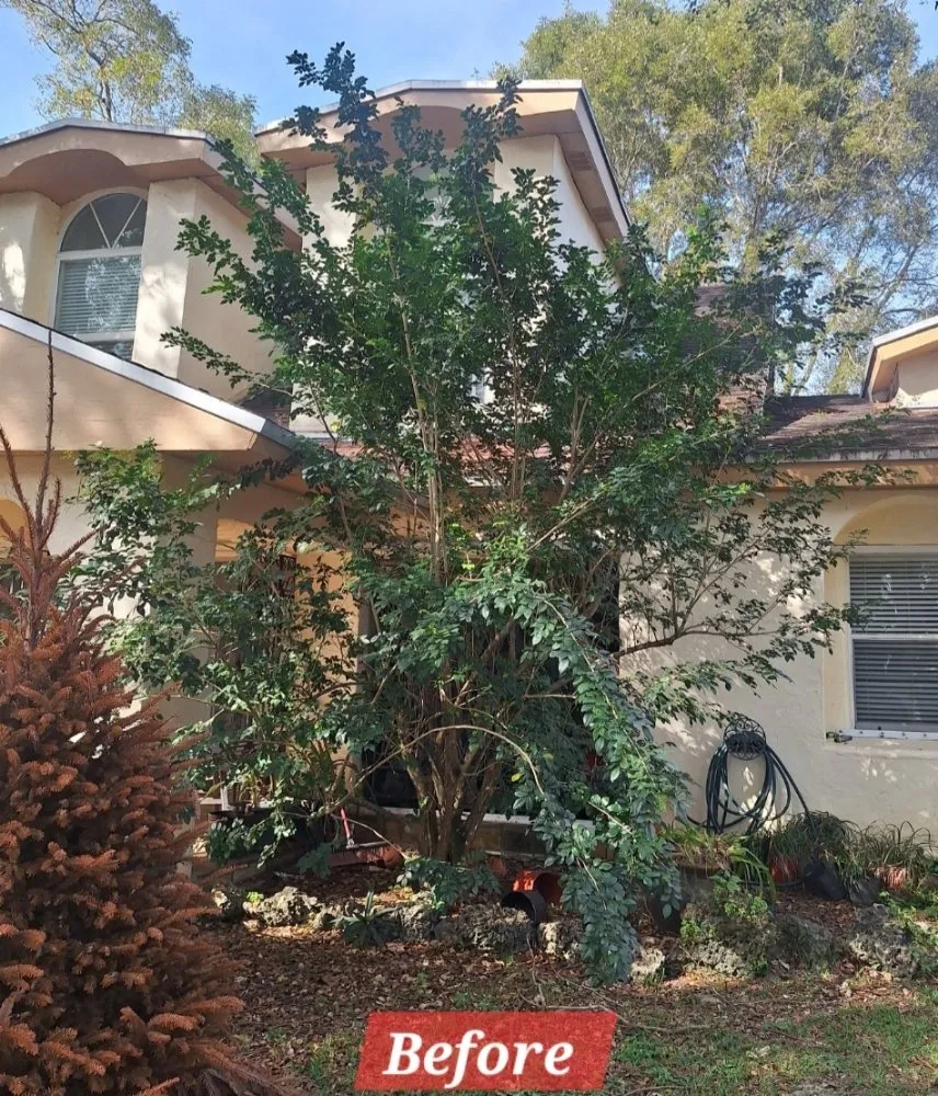 Expert yard cleanup service in Homestead, FL by Pro Cuts Property Maintenance