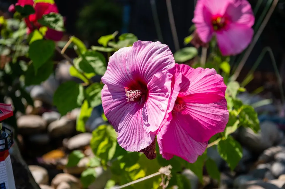 Affordable landscape design in Concord, CA by Pro Edge Landscape