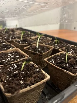 Pro Gardens and Lawns