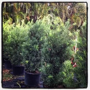 Top-rated yard cleanup service in Delray Beach, FL by Pro Gardens