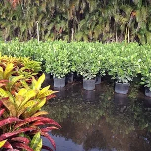 Affordable landscape design with custom design across Delray Beach, FL - Pro Gardens