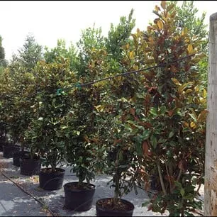 Trusted lawn mowing service for homes across Delray Beach, FL - Pro Gardens