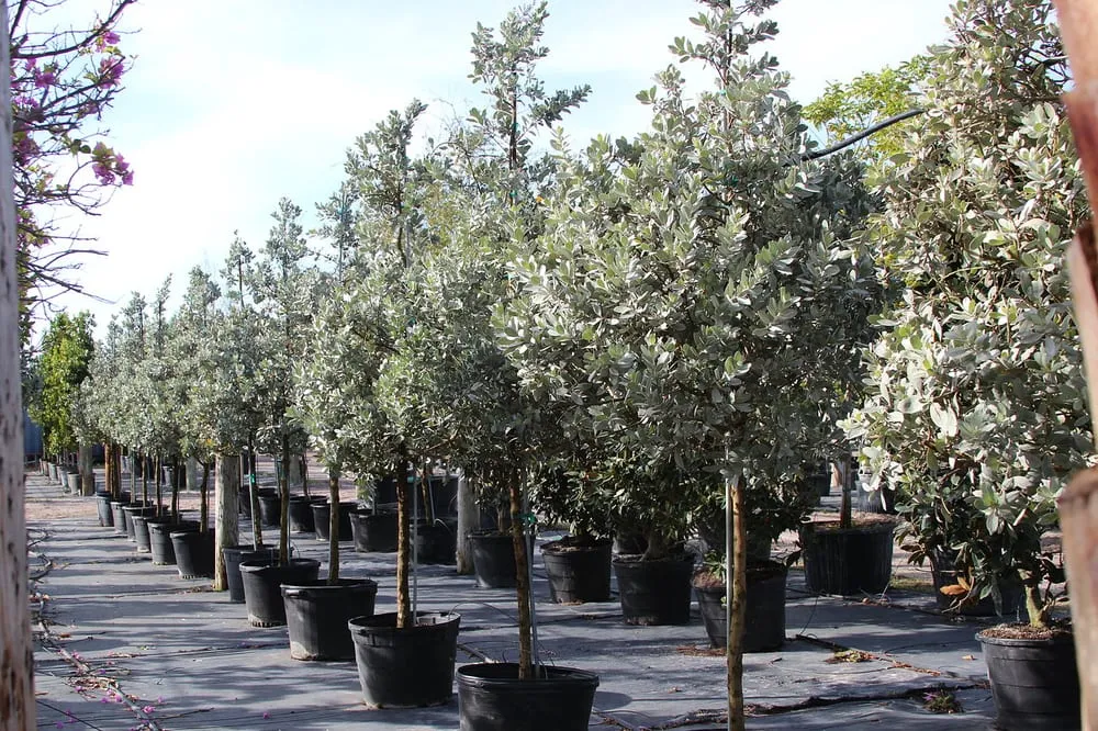 Top-rated outdoor landscaping for year-round maintenance across Delray Beach, FL - Pro Gardens