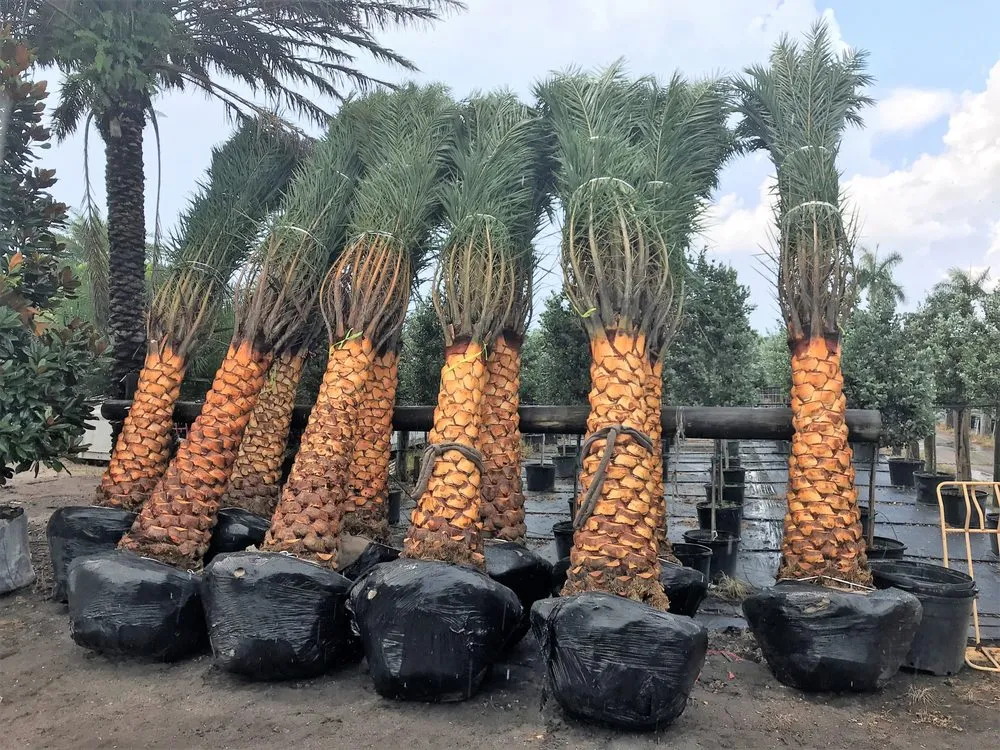 Trusted lawn mowing service for homes in Delray Beach, FL by Pro Gardens