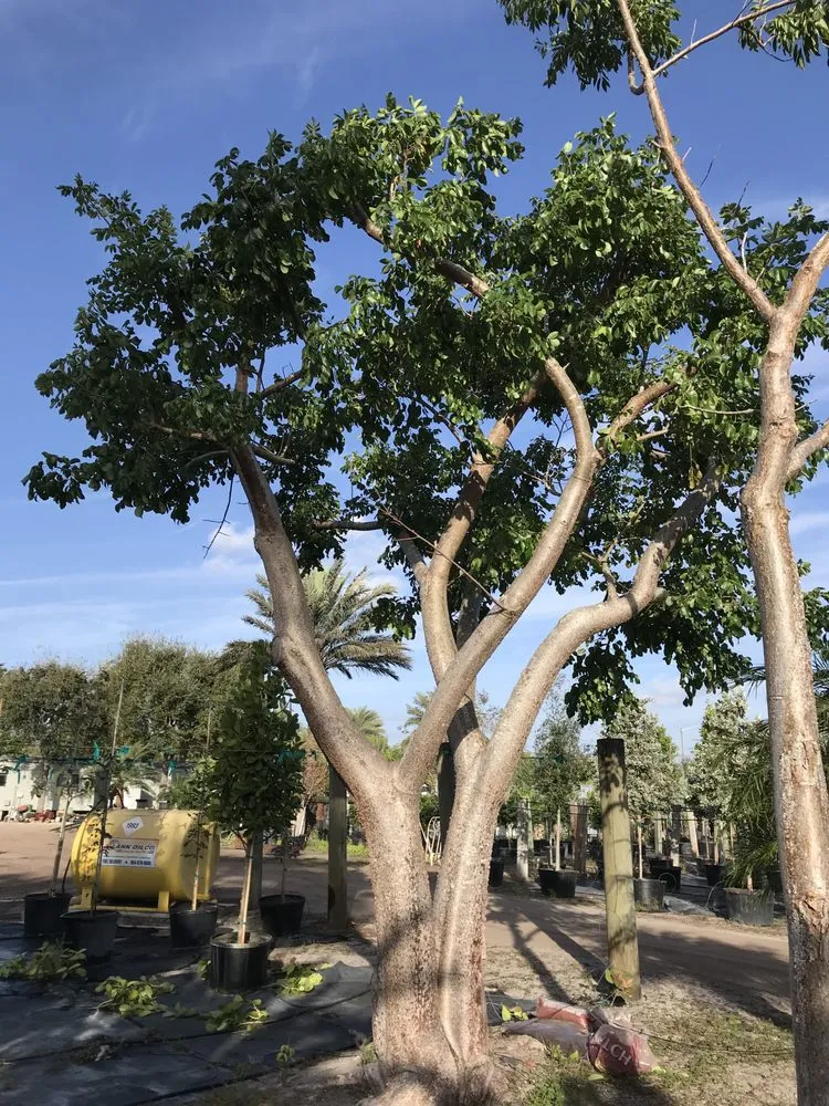 Local lawn mowing service in Delray Beach, FL - Pro Gardens