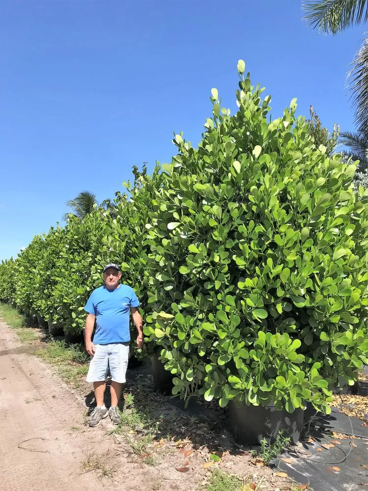 Top-rated lawn mowing service for homes in Delray Beach, FL by Pro Gardens